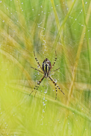 Epeire fasciée à l'affût