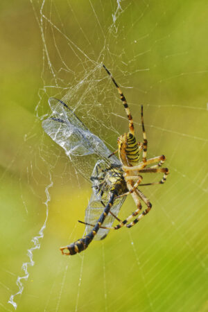 Epeire fasciée avec une très belle prise