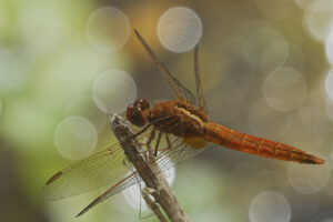 Libellule, crocothémis écarlate mâle