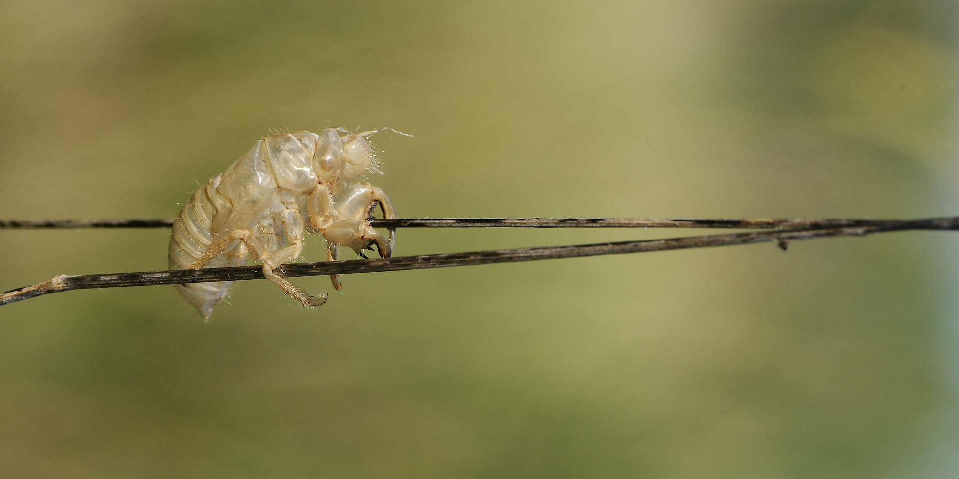 Lire la suite à propos de l’article Exuvie de cigale