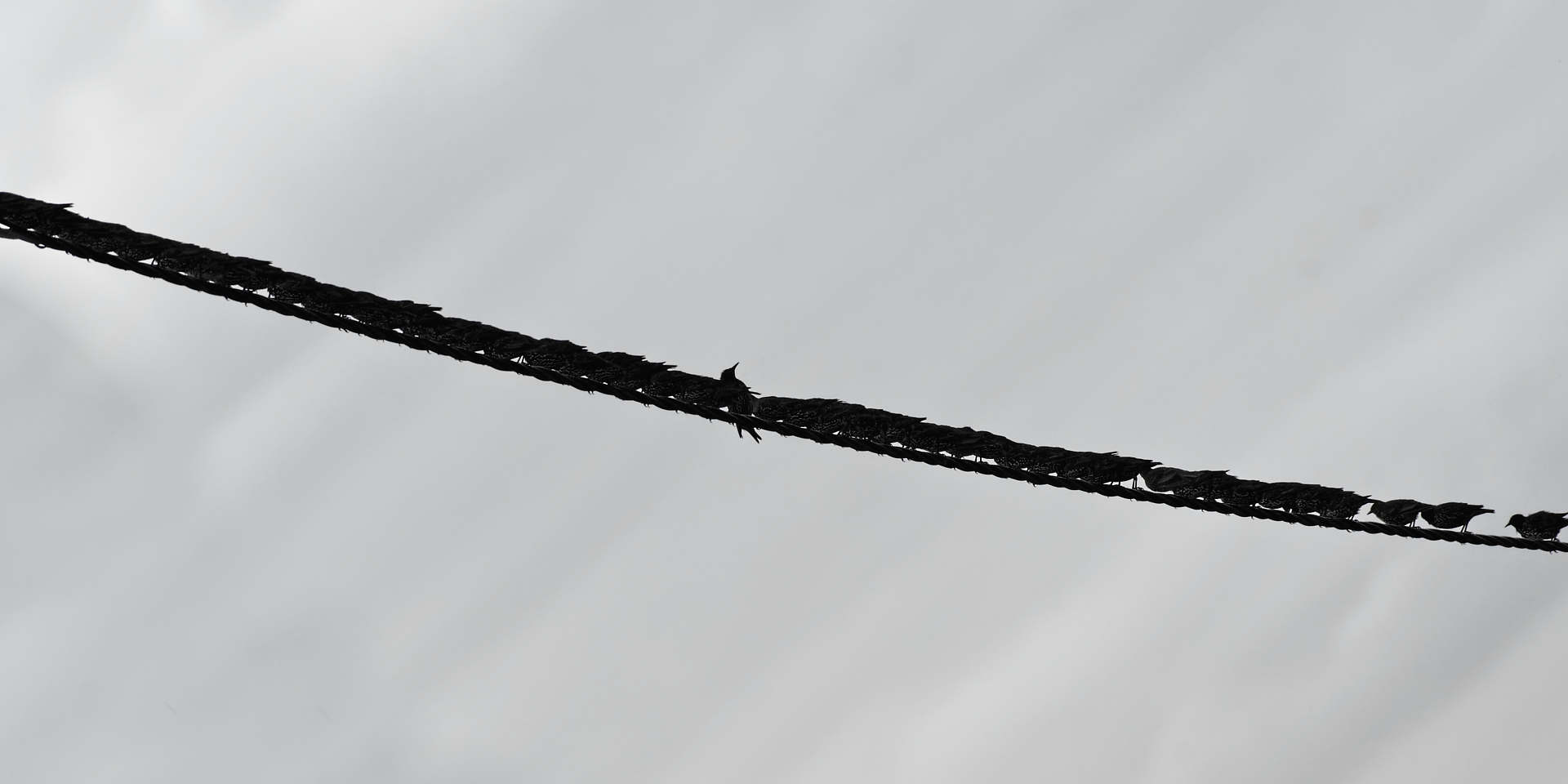 Oiseau posé sur un cordage