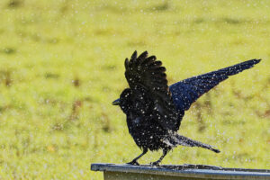 Corneille à sa toilette dans une mangeoire