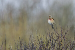 Linotte mélodieuse perchée sur une branche