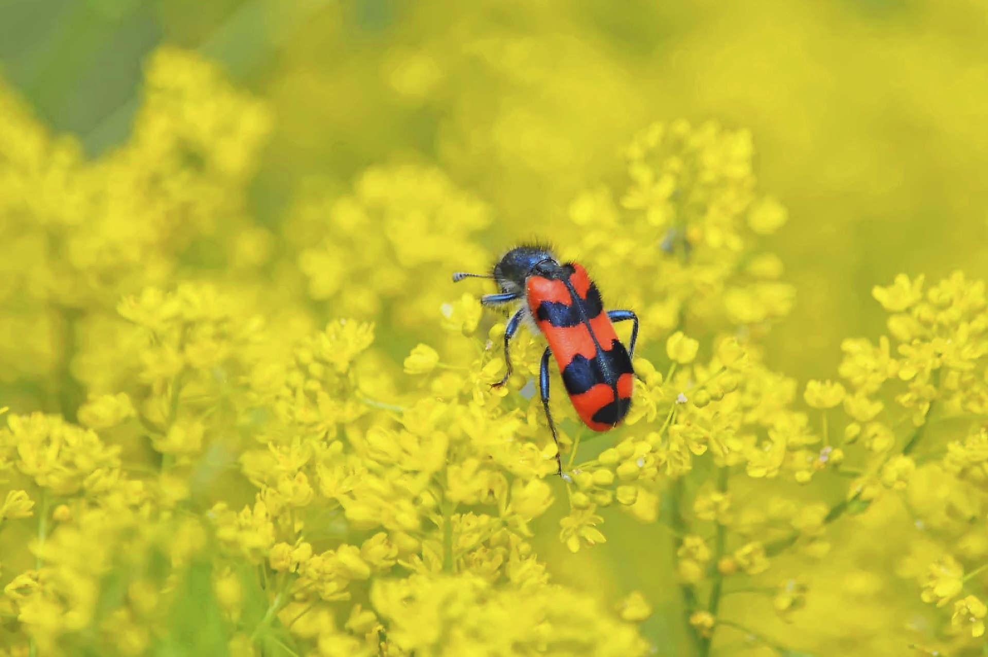Clairon des abeilles