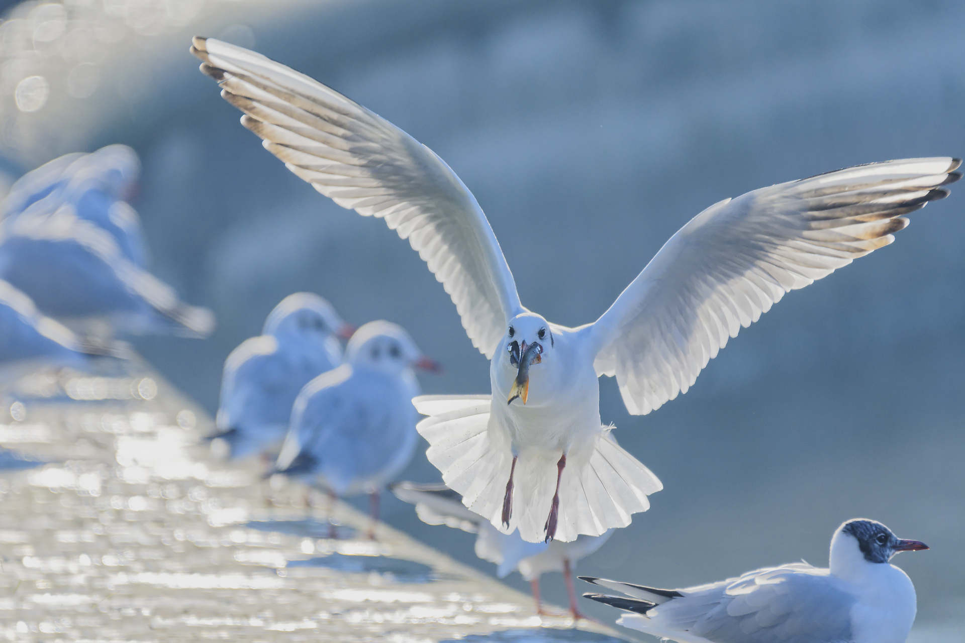 Mouette, retour de pêche