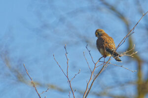 Faucon crécerelle à l'affût d'un rongeur