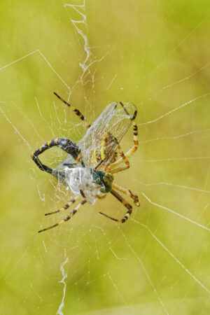 Epeire fasciée emballant une libellule