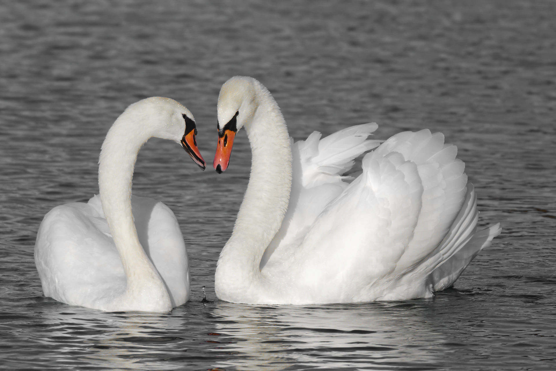 Couple de cygnes en pleine parade amoureuse