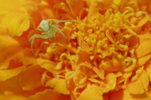 Araignée-crabe à l'affût