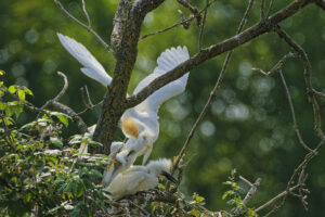 Héron garde-bœufs, mère célibataire avec enfants