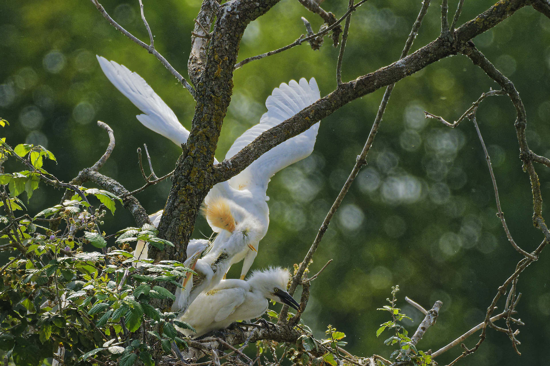 Héron garde-bœufs, mère célibataire avec enfants