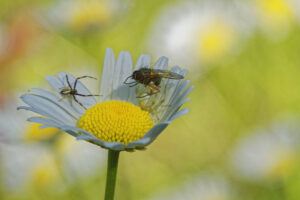 Araignée-crabe avec sa prise