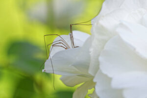 Opilion caché dans une rose blanche