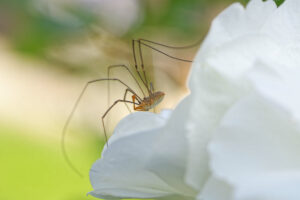 Opilion posé sur une rose blanche