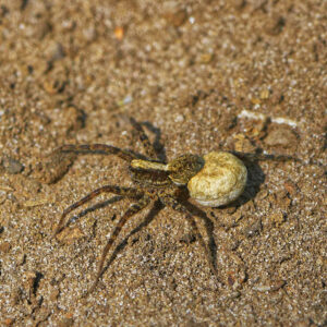 Araignée-loup transportant ses œufs