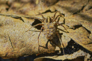 Araignée-loup, voyage incognito de ses petits