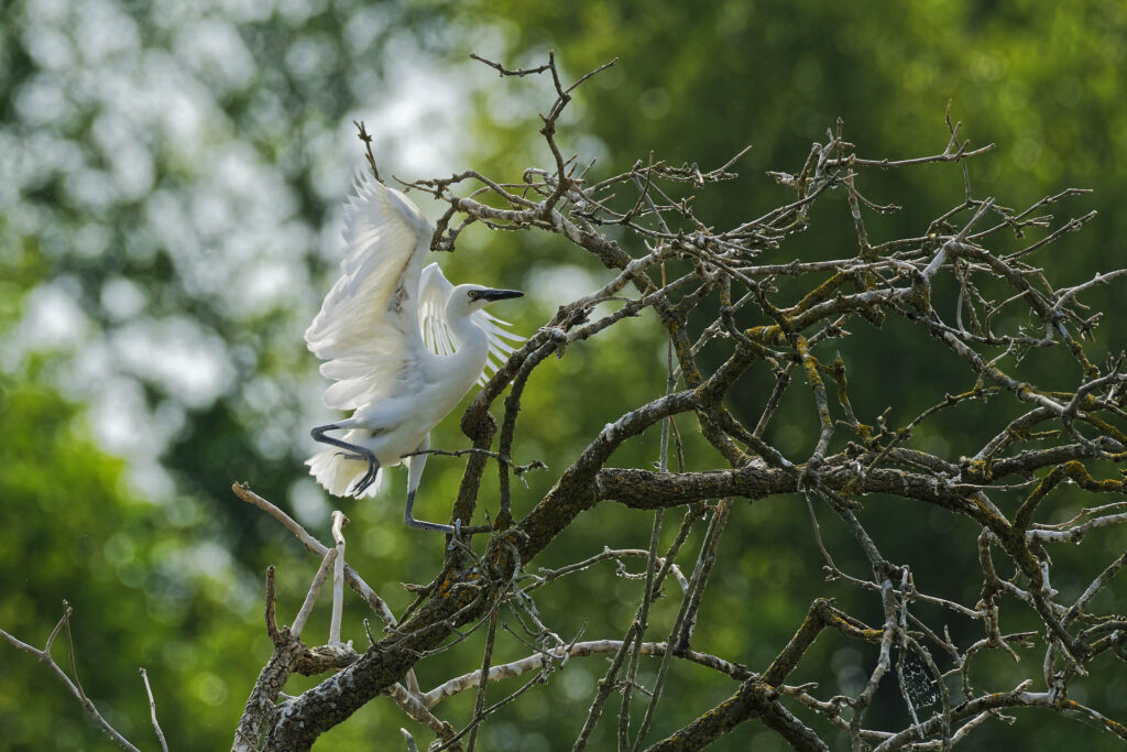 Autres oiseaux aquatiques